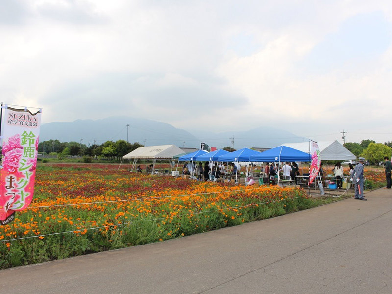 長沢町のシャクヤクの写真3