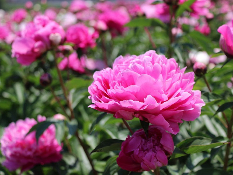 リョウスイ　芍薬 楽天市場】ハイブリッドシャクヤク(芍薬) コーラルイス 6号苗 : 千草園芸