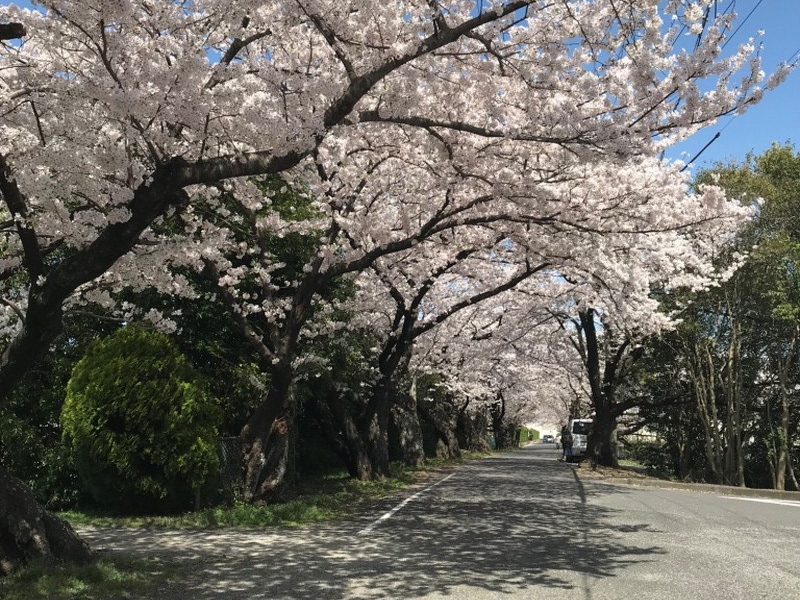 三重県立石薬師高校前の桜並木のイメージ写真