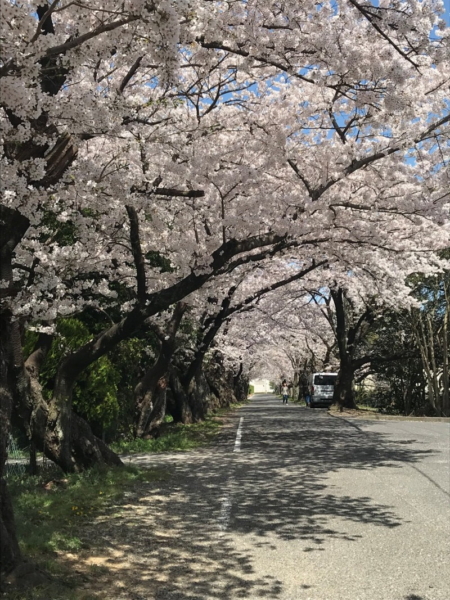 三重県立石薬師高校前の桜並木の写真3