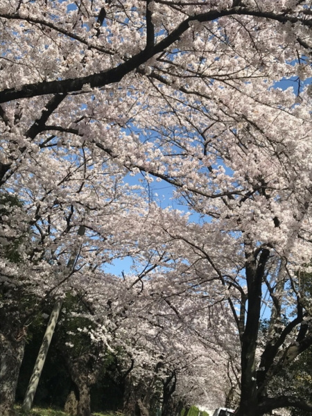 三重県立石薬師高校前の桜並木の写真4