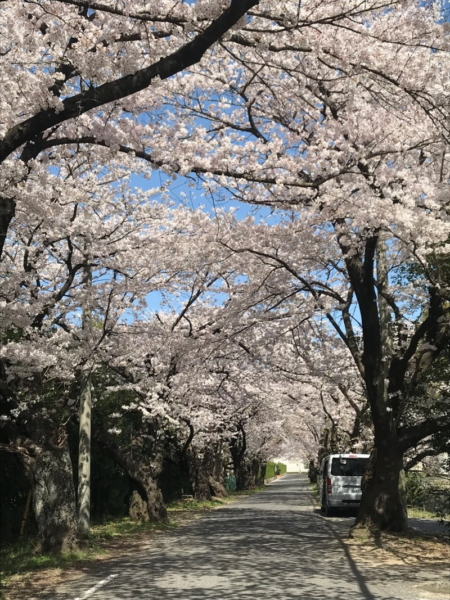 三重県立石薬師高校前の桜並木の写真5