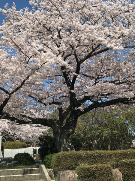三重県立石薬師高校前の桜並木の写真6