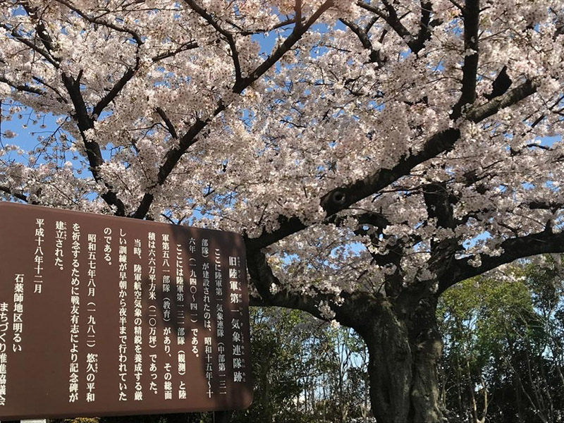 三重県立石薬師高校前の桜並木の写真7