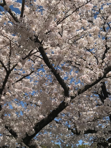三重県立石薬師高校前の桜並木の写真8