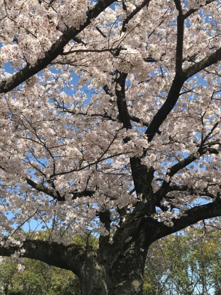 三重県立石薬師高校前の桜並木の写真9