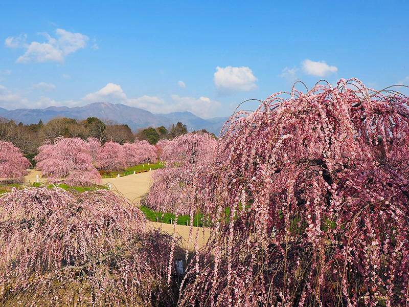 研究栽培農園 鈴鹿の森庭園の写真1