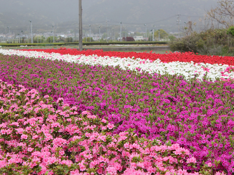 鈴鹿市植木振興会の写真