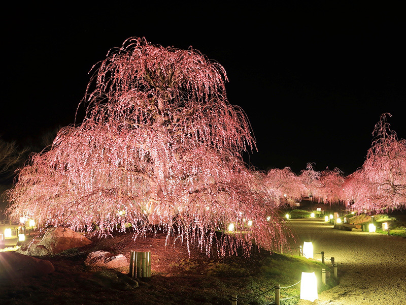 研究栽培農園 鈴鹿の森庭園の写真2