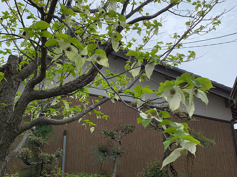 荒神山観音寺の写真5