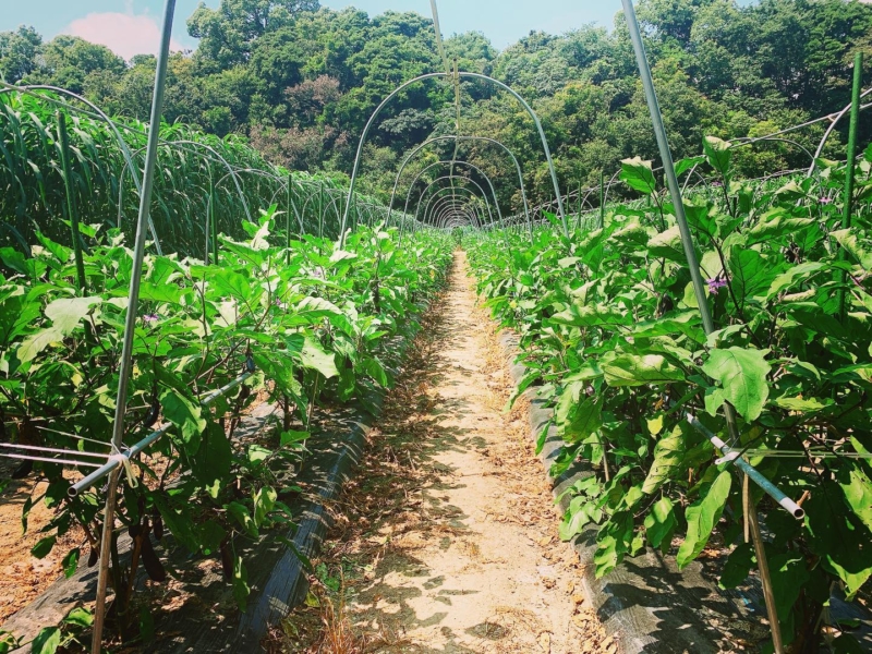 farm タナカの写真2