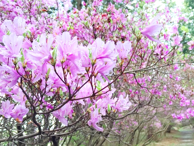 伊奈冨神社つつじまつりのイメージ写真